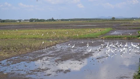Group of white stork on field Stock Footage 89936289