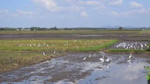 Group of white stork on field Stock Footage 89936400