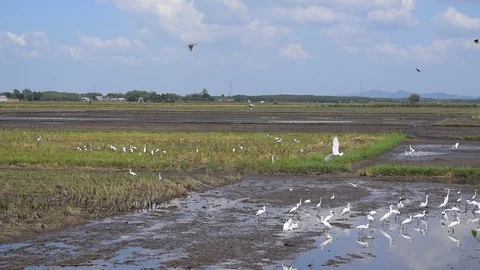 Group of white stork on field Stock Footage 89936602