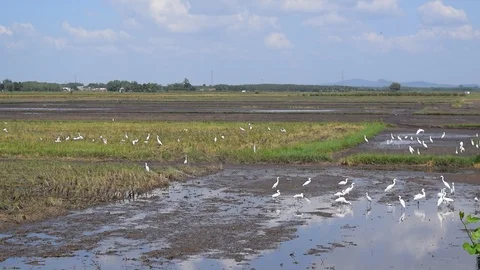 Group of white stork on field Stock Footage 89936621