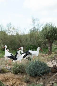 Group of white storks on a field Stock Photos
