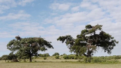 Group of white storks in the roost tree Stock Footage 83094735