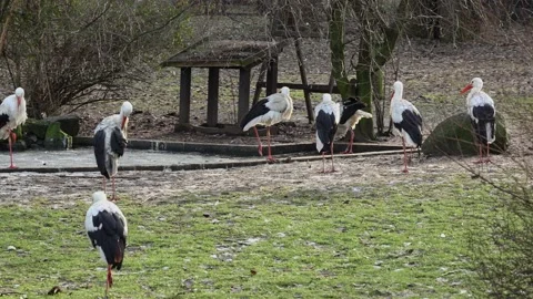 Group of white storks standing at the yard in the ZOO. Stock Footage 235232795