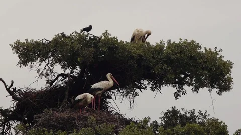 Group of white storks in the tree nest Stock Footage 83095960