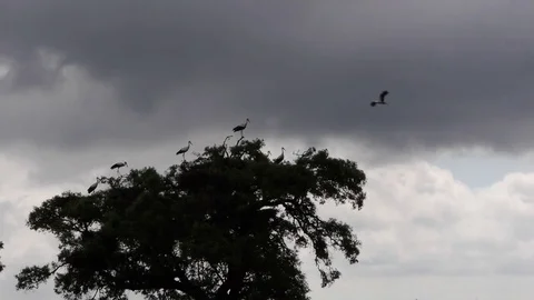 Group of white storks on the tree, with storm clouds. Stock Footage 83096141