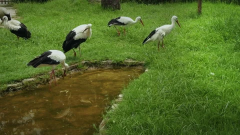 Group Of White Storks Walking On Green Grass Near Pond Stock Footage 343874360