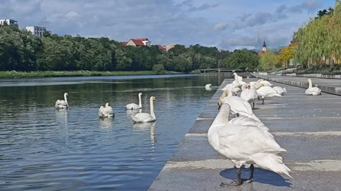 Group of white swans on the Drava river embankment in Maribor, Slovenia. Stock Footage 339190604