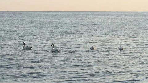Group of white swans floating in the Caspian sea Stock Footage 38471448