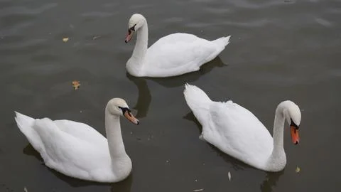 Group of White Swans Floating Stock Photos