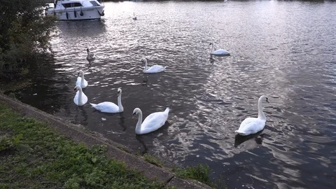 Group of white swans Stock Footage 118180908