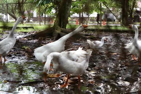 A group of white swans Foto stock