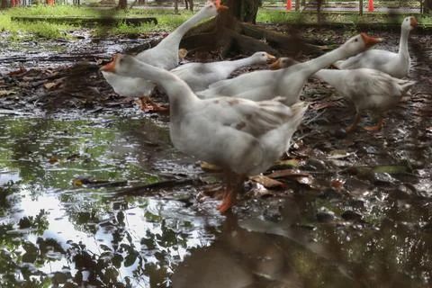 A group of white swans Stock Photos
