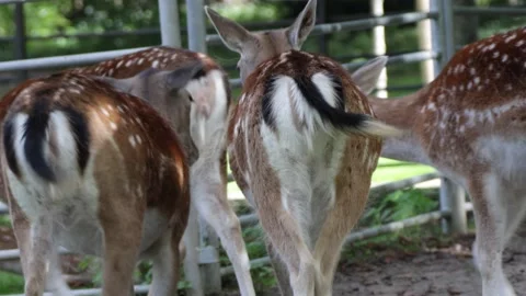 Group of White-tailed deer Stock Footage 141285121