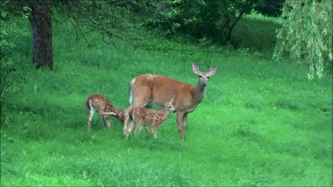Group of White-Tailed Deer Stock Footage 314125539