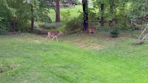 A group of white-tailed deer grazing peacefully Stock Footage 346298684