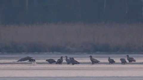 Group of White tailed eagles (Haliaeetus albicilla) 動画素材 313083773