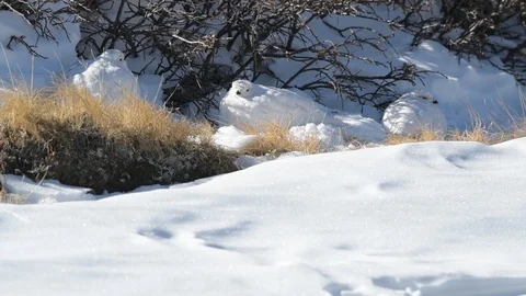 A Group of White-tailed Ptarmigans Gathered on a Snowy Mountain Stock Footage 120135844