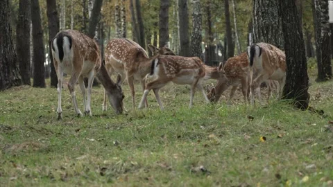 Group of White tailed spotted young deer grazing in a birch grove general plan Stock Footage 290237644