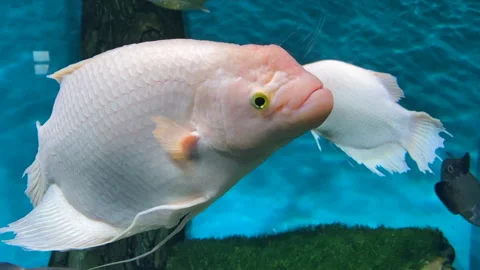 Group white tropical fish floating aquarium Stock Footage 160502050