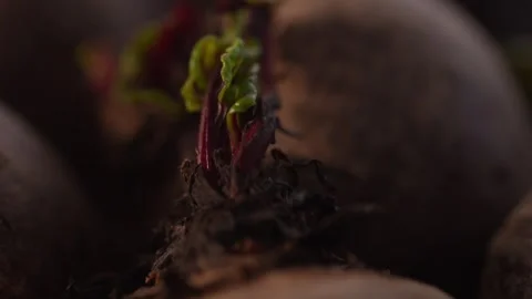 Group of Whole Raw Beetroots. Stock Footage 260880807