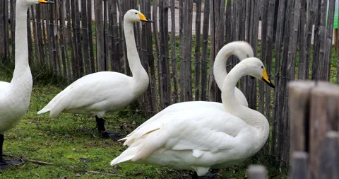 Group Of Whooper Swans Stock-Footage 228438752