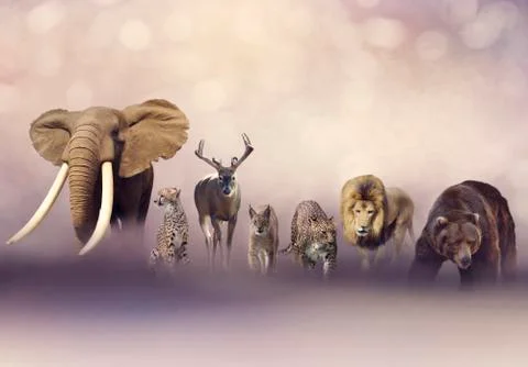 Group of wild animals Stock Photos