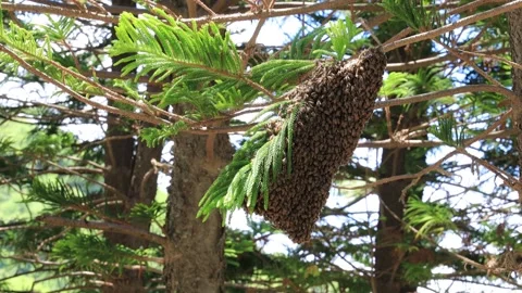 A group of wild bees gather and surround on the branch of the tree. Stock Footage 278040148