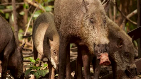 A group of wild boar in Indonesia Video stock 135502750