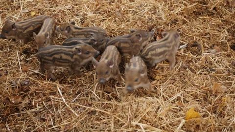 Group of wild boar piglets walk on the hay with leaves on the farm Stock Footage 278658374