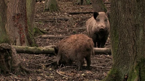 Group of wild boar (sus scrofa)  - wildlife Stock Footage 82183409
