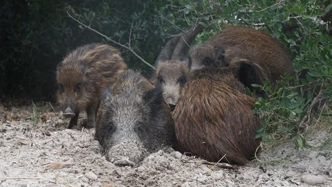 Group of wild boar warm each other in the woods Vídeo Stock 120008973
