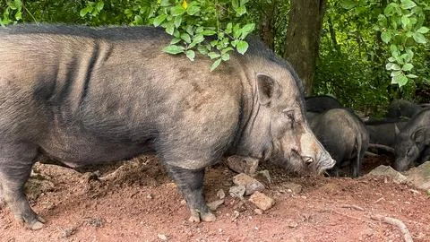 A group of wild boars in the forest Foto stock