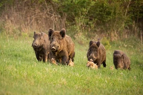 Group of wild boars, sus scrofa, running in spring nature. Stock Photos