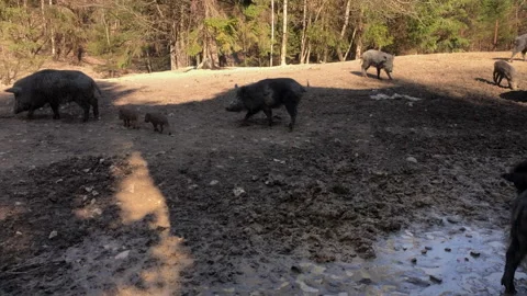 Group of wild boars with tiny stripped piglets feeding in an aviary Stockbeeldmateriaal 173444572