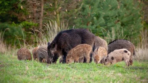 Group of wild boars with tiny stripped piglets feeding in wilderness in spring. Stock Photos
