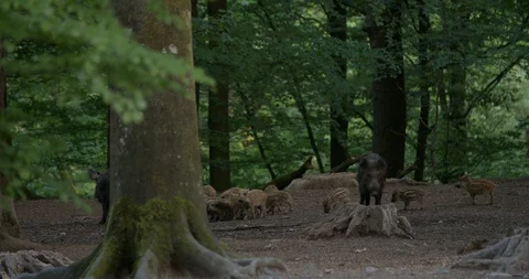 Group of wild boars with young piglets finding food in a forest Stock Footage 90177072