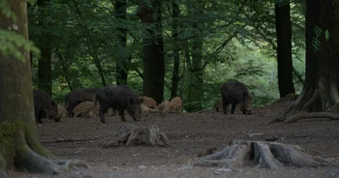Group of wild boars with young piglets finding food in a forest Stock Footage 90177790