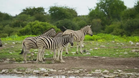 Group of wild Burchell's zebra walking in african savanna near watering hole in Stock Footage 331937473