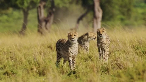 Group of wild cheetahs walking in the african savanna Stock-Footage 339305705
