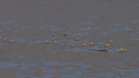 Group of wild crabs crawling on a muddy coast, Socotra island Видео 335228796
