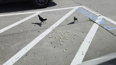 This is a group of wild crows flying down to eat some popcorn that was thrown Stock Footage 345972648