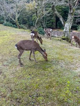 Group of wild deer grazing in forest clearing Stock Photos