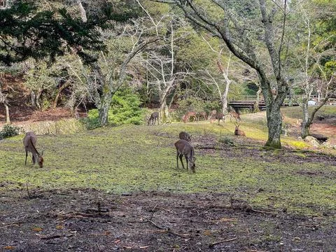 Group of wild deer grazing in forest clearing Stock Photos
