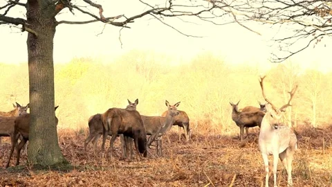 Group of wild deer grazing peacefully in autumn forest landscape Stock Footage 320853565