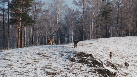 Group of wild deer Standing on Snow Covered Hillside Stock Footage 266703570