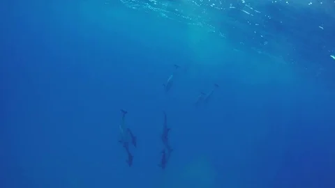 Group of wild dolphins in blue ocean underwater shot Stock Footage