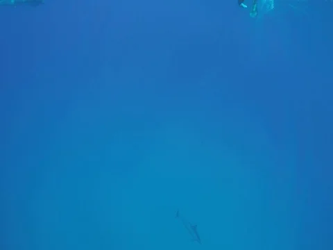 Group of wild dolphins in blue ocean underwater shot Stock Footage 80738266