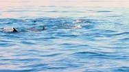 Group Of Wild Dolphins Swimming In Open Sea Near Coast Of Sri Lanka Stock Footage