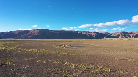 A group of wild donkeys running Stock Footage 243020747