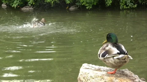 Group of wild ducks 库存影片 305202